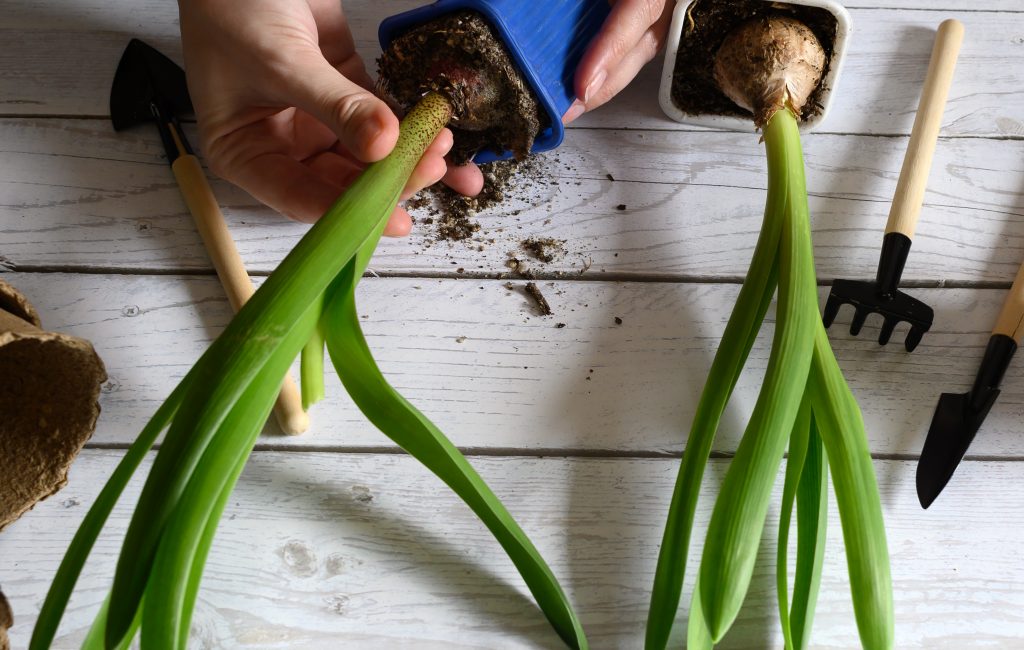 Regrowing Green Onions
