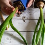 Regrowing Green Onions