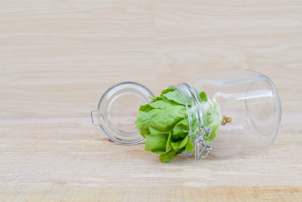 Regrowing lettuce