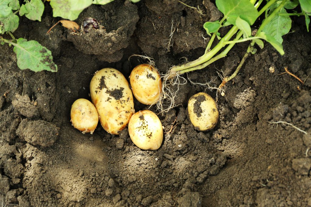 Crop of new potatoes over soil background